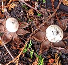 Geastrum floriforme  MykoGolfer