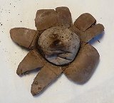 Geastrum floriforme MykoGolfer
