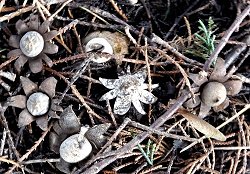 Geastrum floriforme  MykoGolfer