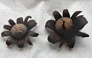 Geastrum floriforme MykoGolfer