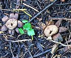 Geastrum floriforme MykoGolfer