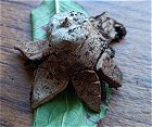 Geastrum striatum MykoGolfer