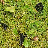 Geoglossum fallax MykoGolfer