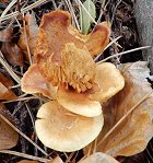 Gymnopilus sapineus MykoGolfer
