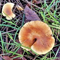 Gymnopilus sapineus MykoGolfer