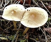 Gymnopus dryophilus MykoGolfer
