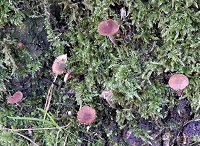 Gymnopus fuscopurpureus MykoGolfer