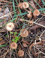Gymnopus fuscopurpureus MykoGolfer