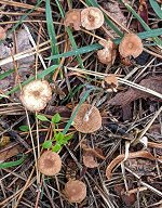 Gymnopus fuscopurpureus  MykoGolfer