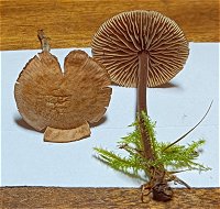Gymnopus impudicus MykoGolfer