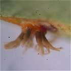 Gymnosporangium confusum on Hawthorn MykoGolfer