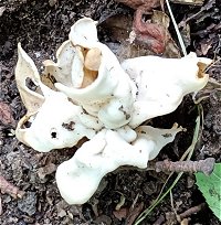 Helvella crispa MykoGolfer