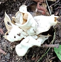 Helvella crispa  MykoGolfer