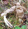 Helvella elastica  MykoGolfer