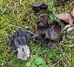 Helvella lacunosa  MykoGolfer