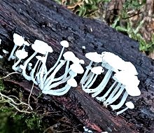 Hemimycena tortuosa  MykoGolfer