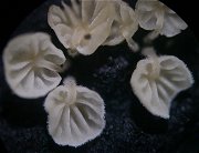 Hemimycena tortuosa MykoGolfer