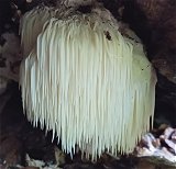 Hericium erinaceus MykoGolfer