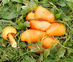 Hygrocybe chlorophana MykoGolfer