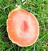 Hygrocybe reidii MykoGolfer