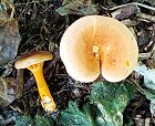 Hygrophoropsis aurantiaca MykoGolfer