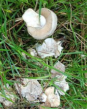 Hygrophorus hypothejus MykoGolfer