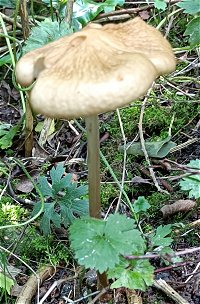 Hymenopelis radicata MykoGolfer