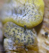 Hypocrea aureoviridis MykoGolfer