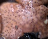 Hypocrea rufa MykoGolfer
