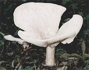 Infundibulicybe geotropa MykoGolfer
