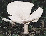 Infundibulicybe geotropa  MykoGolfer