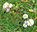 Inocybe geophylla  MykoGolfer