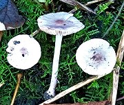 Inocybe geophylla var. lilacina  MykoGolfer