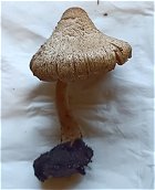 Inocybe napipes MykoGolfer