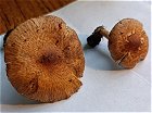 Inocybe posterula MykoGolfer