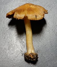 Inocybe praetervisa  MykoGolfer