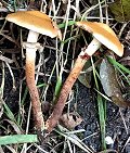 Kuehneromyces mutabilis  MykoGolfer