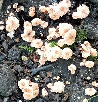 Laccaria tortilis MykoGolfer