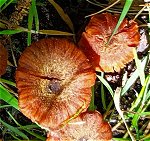 Laccaria tortilis MykoGolfer