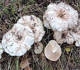 Lactarius controversus  MykoGolfer