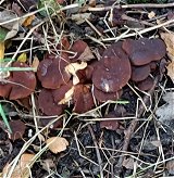 Lactarius fuliginosus MykoGolfer
