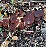 Lactarius fuliginosus  MykoGolfer