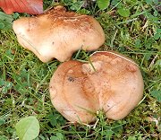 Lactarius pallidus MykoGolfer