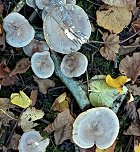 Lactarius pyrogalus MykoGolfer