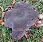 Lactarius turpis MykoGolfer