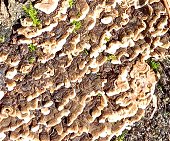 Laxitextum bicolor MykoGolfer