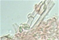 Laxitextum bicolor Clamps MykoGolfer