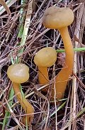 Leotia lubrica MykoGolfer