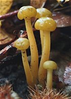 Leotia lubrica  MykoGolfer