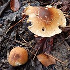 Lepiota aspera MykoGolfer